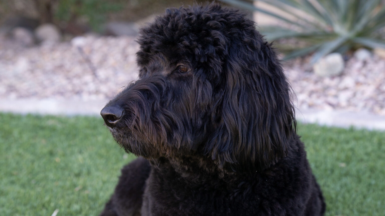 Goldendoodles 101 Everything You Need to Know About this Popular