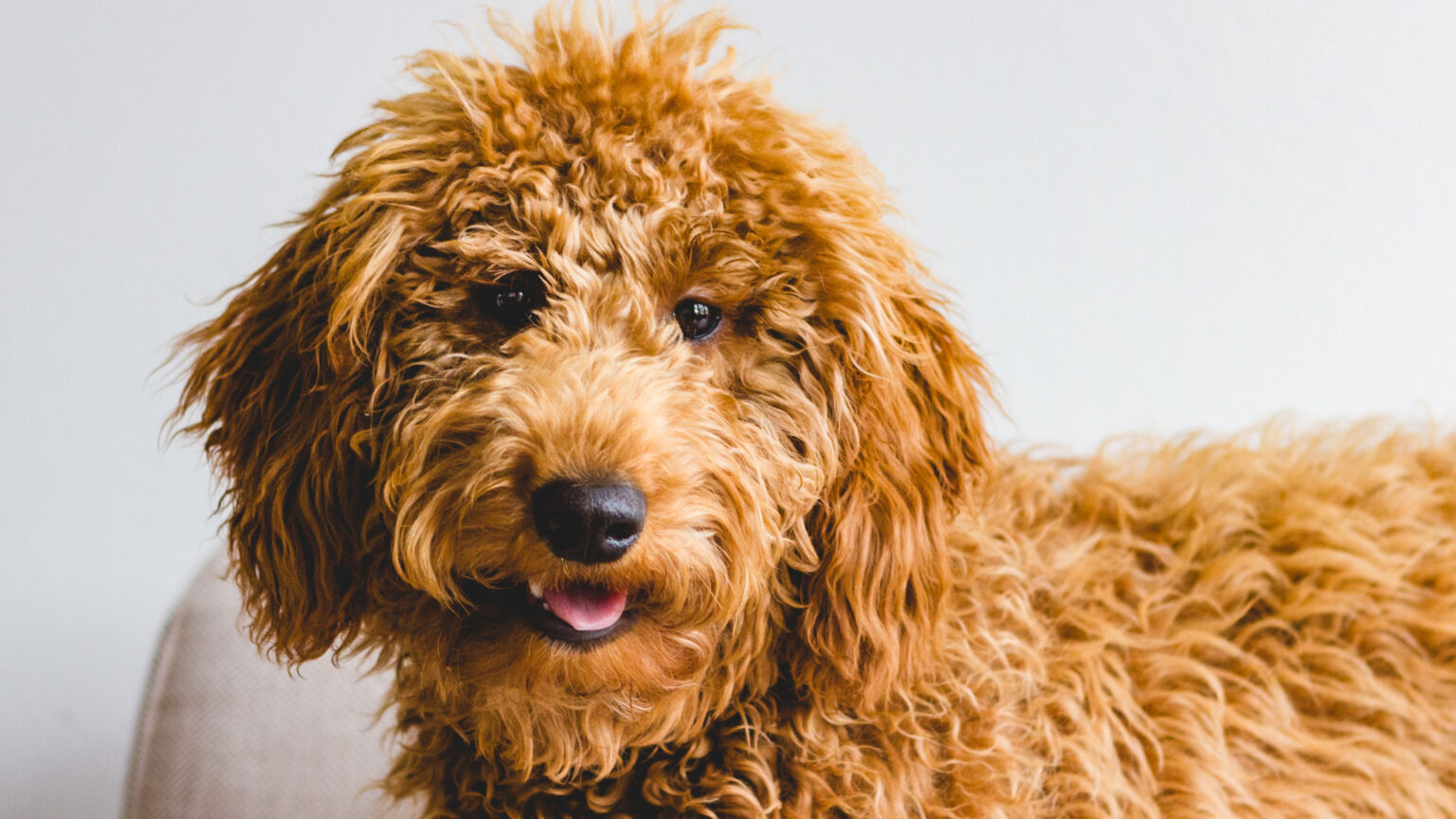 Goldendoodles 101 Everything You Need to Know About this Popular