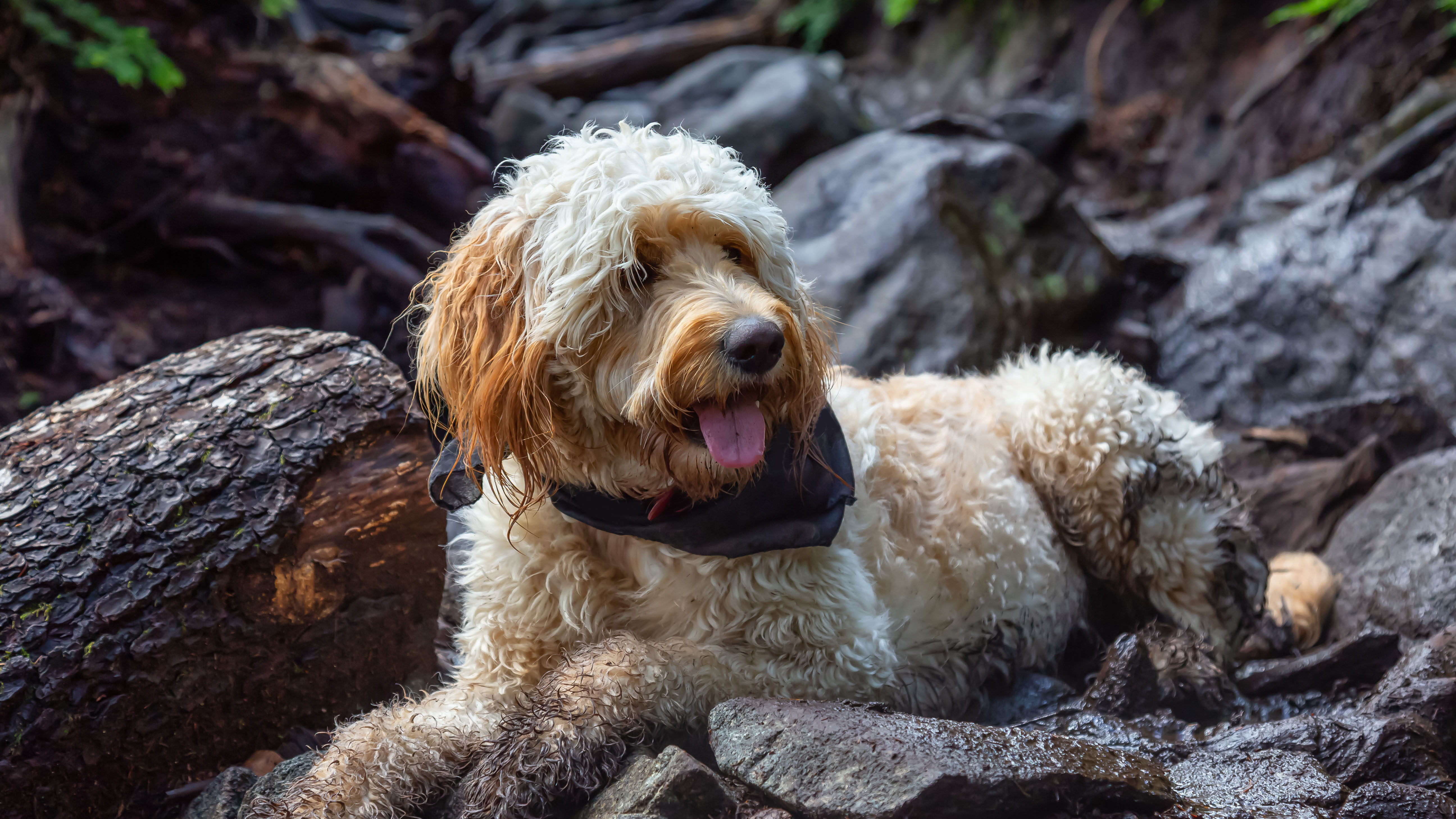 Goldendoodles 101 Everything You Need to Know About this Popular