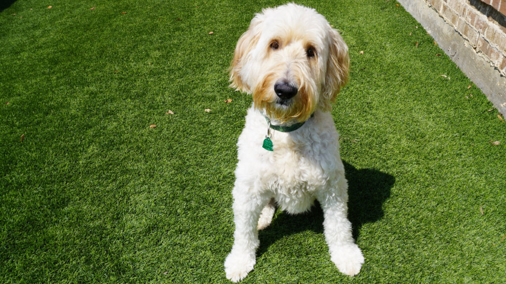 Goldendoodles 101 Everything You Need to Know About this Popular