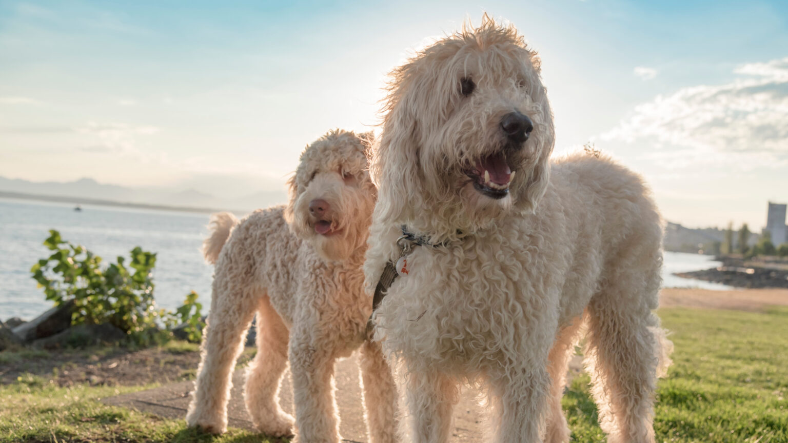 Goldendoodles 101 Everything You Need to Know About this Popular