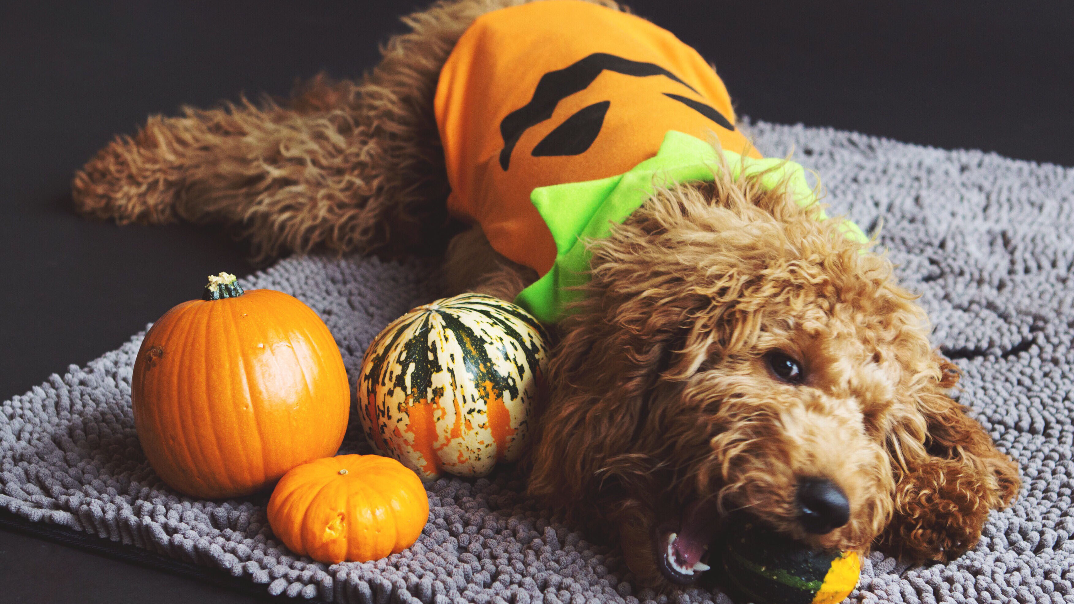Halloween Dog Safety Tricks and Treats for a Spooktacular Time The